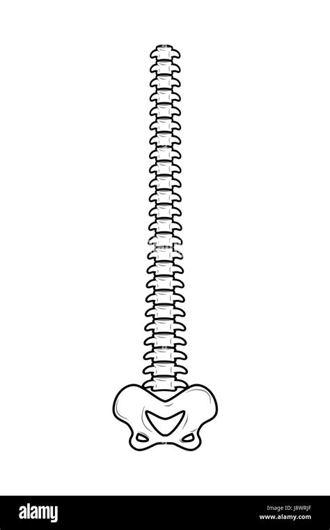 Backbone Isolated Spine And Pelvis Spinal Columns Bone Anatomy Part