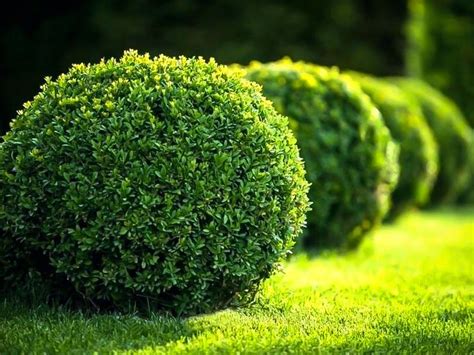 The dwarf english boxwood, b. English Boxwood in 2020 | English boxwood, Dwarf english ...