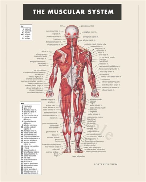 Digital Print Instant Download Muscular System Anatomy Doctor Etsy