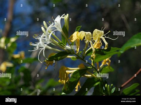 Australian Weed Hi Res Stock Photography And Images Alamy