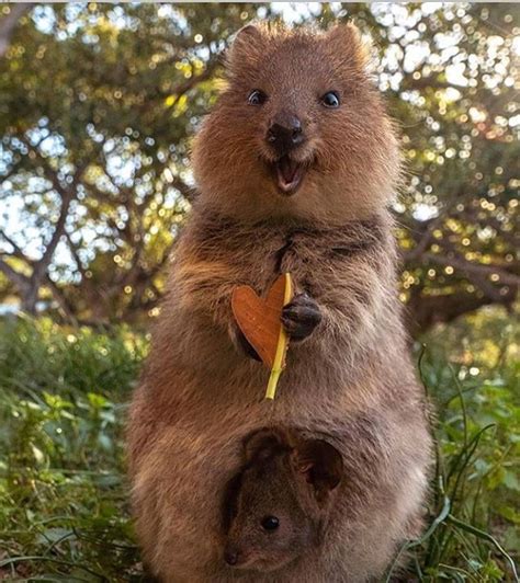 Meme generator, instant notifications, image/video download, achievements and. Quokkas Are The Happiest Animals On Earth With Their ...