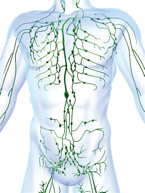 Lymph Flow Diagram