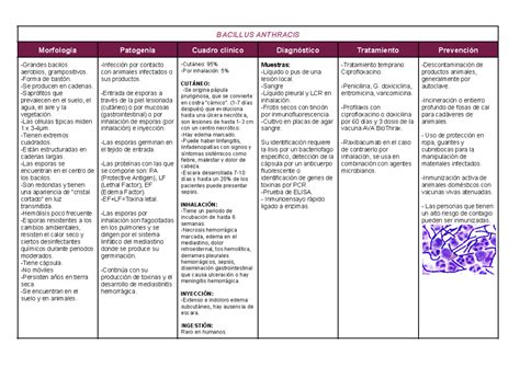 Cuadros Microbiolog A Bacillus Anthracis Morfolog A Patogenia Cuadro