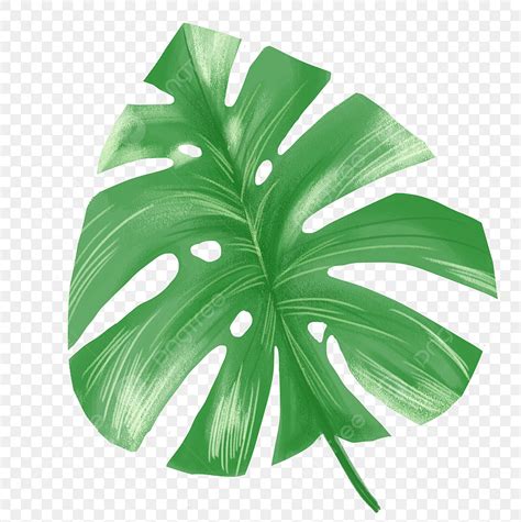 Planta De Hojas Verdes PNG Dibujos Verano Hojas Plantas PNG Y PSD