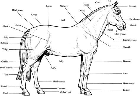 Horse Anatomy Diagram