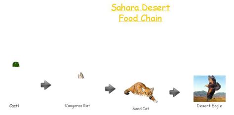 Sahara Desert Food Chain