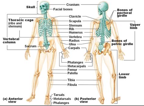 A Diagram Of The Skeletal System