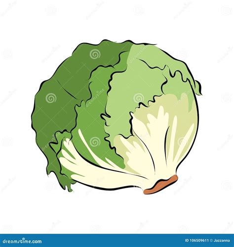 Lechuga Verde Dibujada Mano Ilustración Del Vector Ilustración De