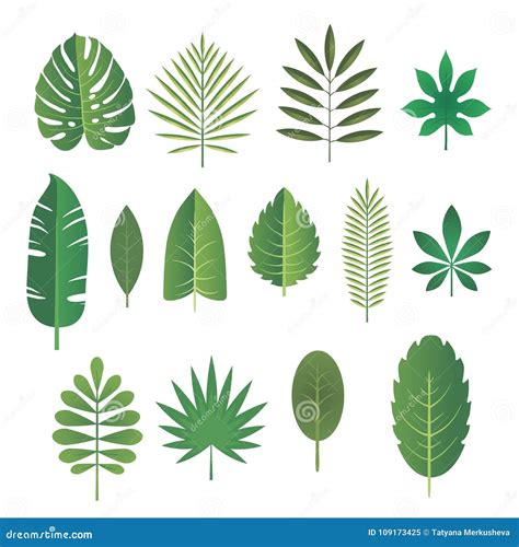 Sistema De Las Hojas De Plantas Tropicales Ilustración Del Vector