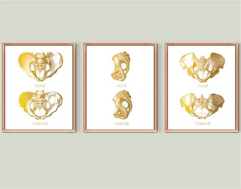 Male Vs Female Pelvis Differences Anatomy Of Skeleton Posters Etsy