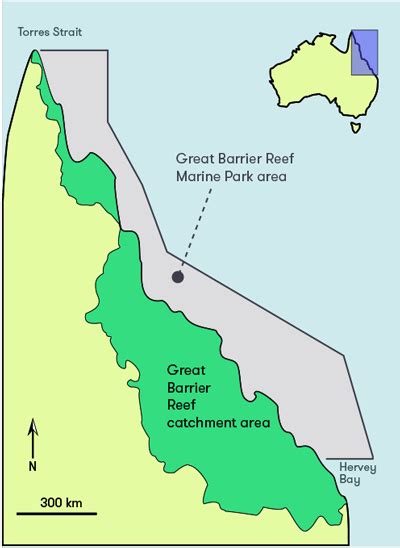 In fact, the reef is made up of tiny. Keeping our Great Barrier Reef great - Curious