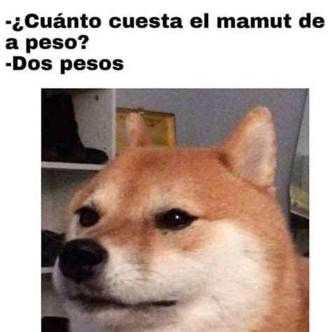 Conoce La Historia De Cheems El Perrito Que Inspiró Los Divertidos Memes