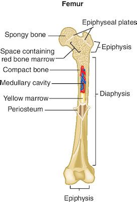 Epiphysis epiphyseal plate cartilage diaphysis lifeart collection images copyright ©. bone | Taber's Medical Dictionary