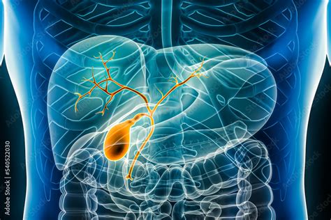 Gallbladder With Bile Duct And Biliary Tree D Rendering Illustration