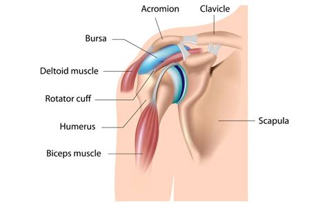 Bursitis Of The Shoulder Definition Causes Symptoms Treatment