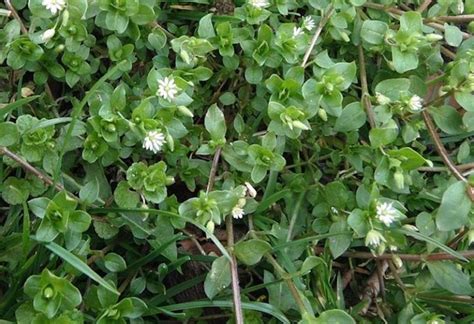 Types Of Weeds In Australia Identification Guide With Pictures