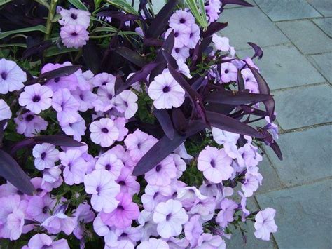 Sweet potato vine better homes gardens potato vine with purple flowers, norkotah russet potato plant a purple potato is a kind of potato that has purple skin and or flesh sometimes called blue with varieties being purple peruvian davis purple eureka purple. Purple potted flowers in the front with black sweet potato ...