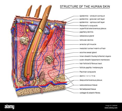 Reticular Dermis Hi Res Stock Photography And Images Alamy