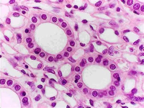 Simple Cuboidal Epithelium Kidney