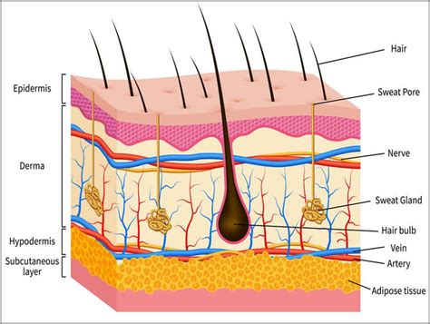 Some Curiosities About The Skin Periérgeia