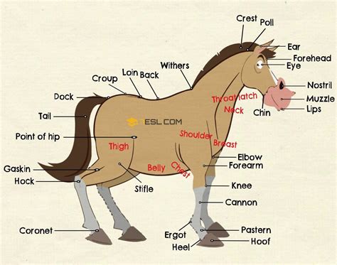 Parts Of A Horse In English With Pictures • 7esl