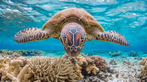 Peak tourism time on the reef is april through november, but even in winter ocean water temperatures. The walking dead: Great Barrier Reef died and relocated ...