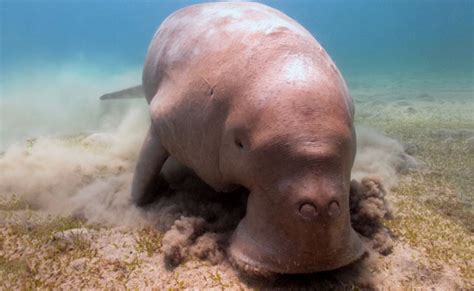 Magical Marine Life In The Philippines