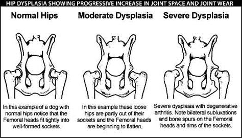 Hip Dysplasia Veterinary Advice Animal News And Animal Health Online