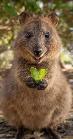 The internet thinks quokkas are the happiest animals in the world, but there's more to the good times with the rottnest island quokka narrative than meets the eye. Meet the Quokka — the Happiest Animal Ever | Happy animals ...