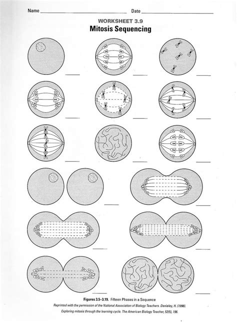 Cell Cycle And Mitosis Coloring Worksheet