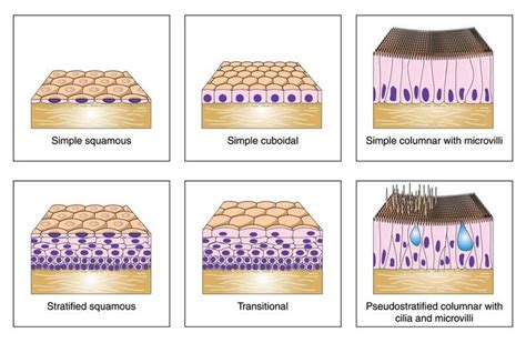 Tissue Types Study Guide Tissue Types Integumentary System Loose