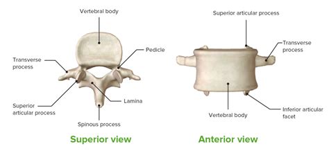 Vertebral Column Anatomy Concise Medical Knowledge