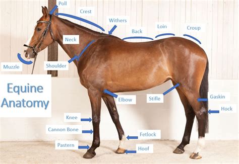 Horse Body Part Terms A Helpful Anatomy Guide