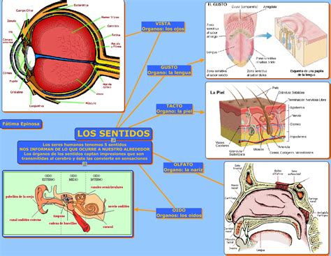 Los Sentidos Los 5 Sentidos
