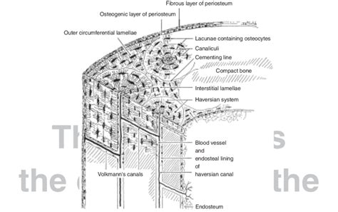 Structure Of Compact Bone Longitudinal And Cross Sectional View Of