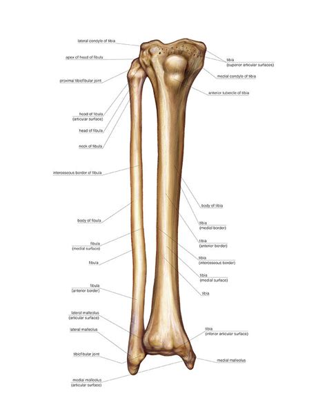 The knee joint is the largest joint in the body and is primarily a hinge joint. Leg Bone Diagram : Picture Of Human Leg Bone Page 1 Line ...