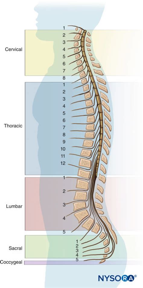 Regional Anesthesia Vertebral Column With Spinal Nerves Nysora Nysora