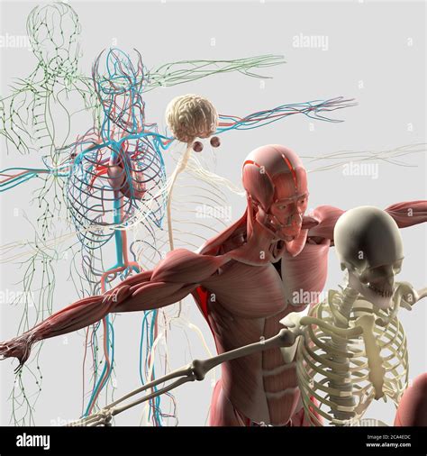 Human Anatomy Exploded View Diagram Separate Body Systems Muscle