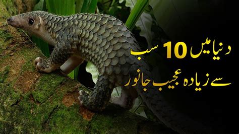 10 Most Strange Animal In The World دنیا میں 10 سب سے زیادہ عجیب