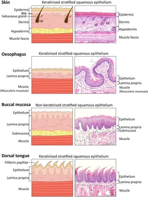 Stratified Squamous Epithelium Non Keratinized Esophagus