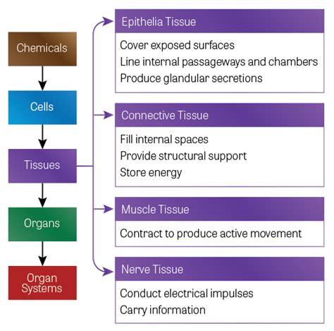 Human Body Tissues And Their Functions