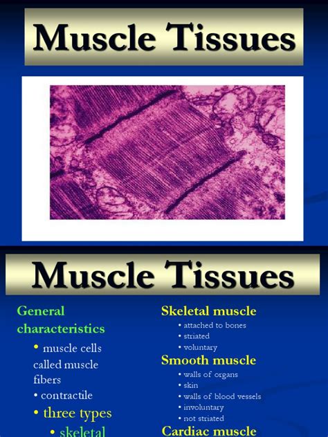 2 Muscle Structure Pdf Skeletal Muscle Cardiac Muscle