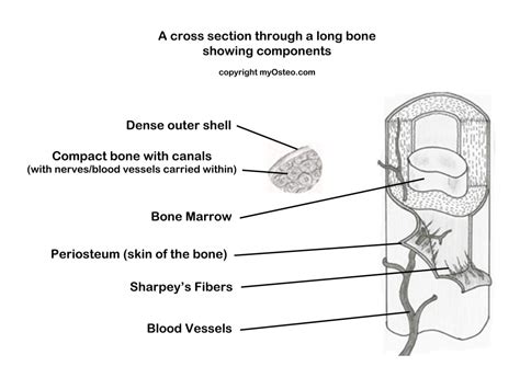 Woven bone is found on the growing ends of an immature skeleton or, in adults, at the site of a healing fracture. Bone lives | myOsteo