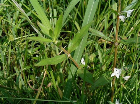 Diodia Virginiana L