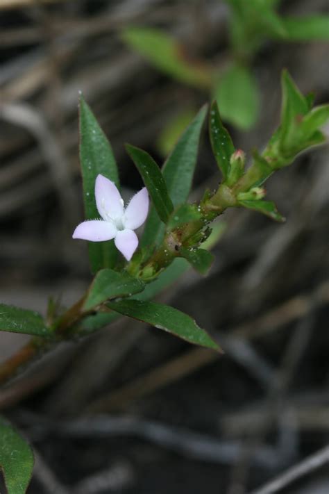 Native Florida Wildflowers Virginia Buttonweed Diodia Virginiana