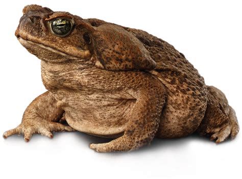 Toads Nature Wildlife PNG Image