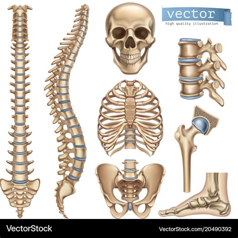 Human Skeleton Structure Skull Spine Rib Cage Vector Image