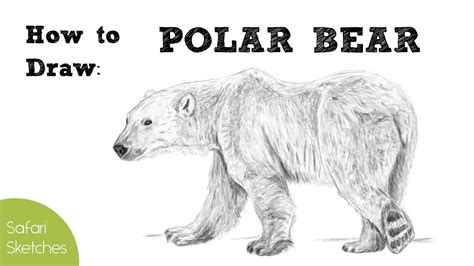 How To Draw A Polar Bear Realistic Step By Step Youtube