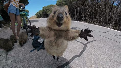 High quality quokka meme gifts and merchandise. Happy Quokka | Baby animals, Quokka, Funny animals