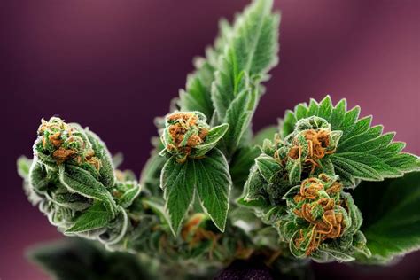 Discover The Top 10 Most Popular Cannabis Strains And Their Unique Effects